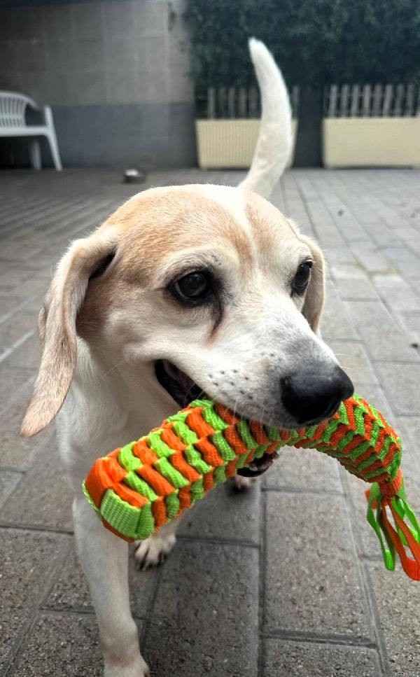 BALOO MINI BEAGLE Foto 4